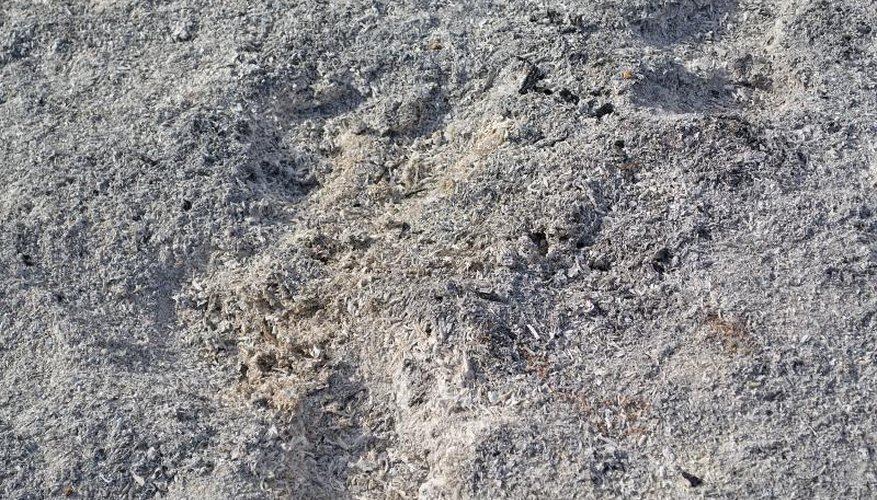A pile of grey ash A pile of grey ash