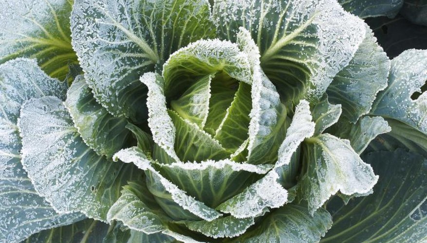Green cabbage covered in frost. Green cabbage covered in frost.