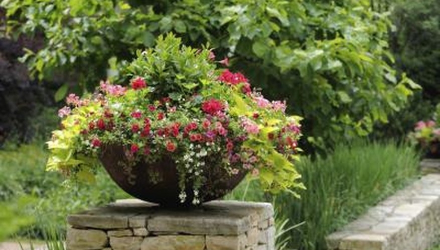 A beautiful arrangement of hanging plants, including million bells and geraniums on an entrance post. A beautiful arrangement of hanging plants, including million bells and geraniums on an entrance post.