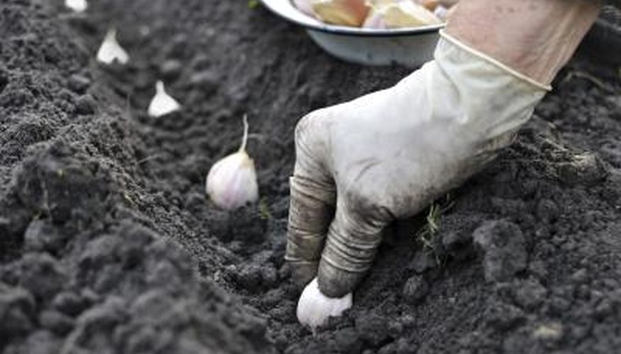One pound of garlic cloves yield 10 pounds of bulbs. One pound of garlic cloves yield 10 pounds of bulbs.