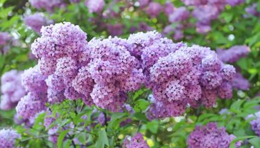 A branch of purple lilac flowers. A branch of purple lilac flowers.