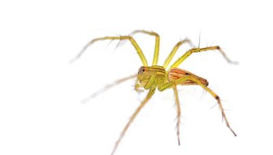 Jumper spider. Jumper spider.
