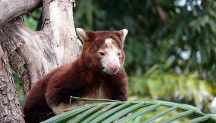 tree kangaroo in tree tree kangaroo in tree
