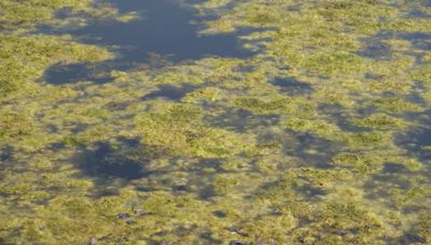 Green algae and plants produce energy through photosynthesis. Green algae and plants produce energy through photosynthesis.
