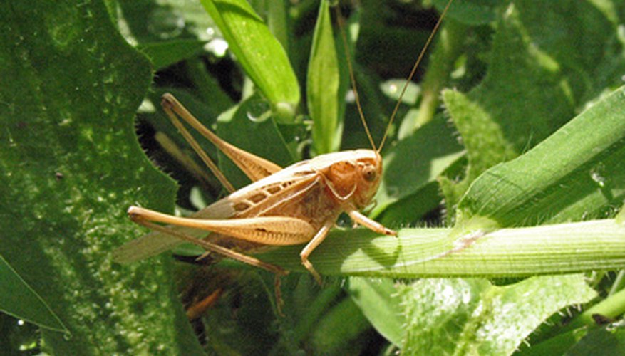 Grasshoppers are among the many insects that are affected by organic pesticides. Grasshoppers are among the many insects that are affected by organic pesticides.