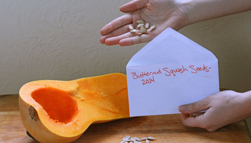 how-to-save-butternut-squash-seeds-garden-guides