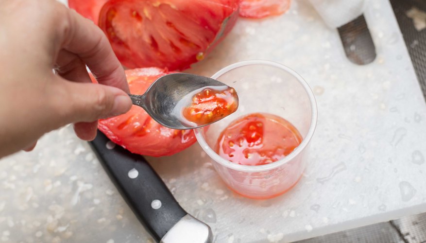 как заготовить семена томатов самостоятельно