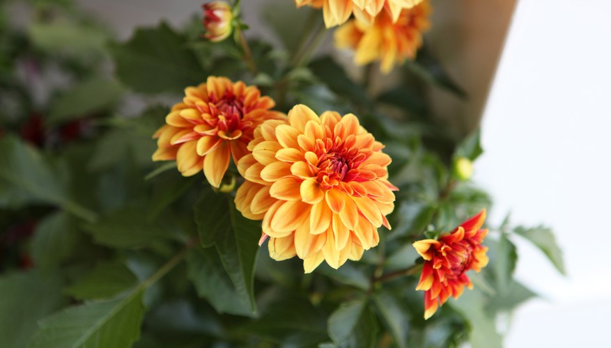 How to Store Dahlia Bulbs in Winter Garden Guides