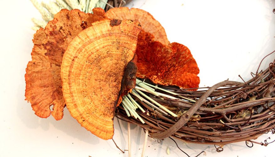 Photo Credit: Jonathan Fong Attach sponge mushrooms