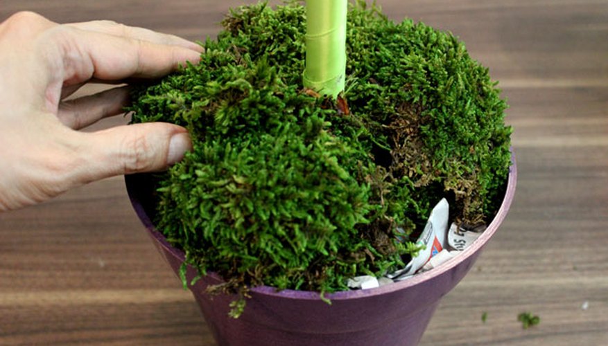 Cover newspapers with moss Cover newspapers with moss