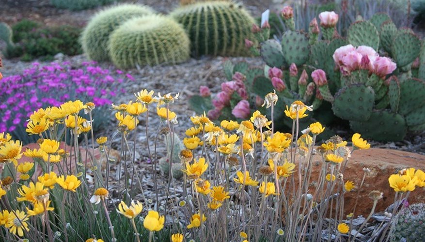 Succulents add texture and visual interest. Succulents add texture and visual interest.