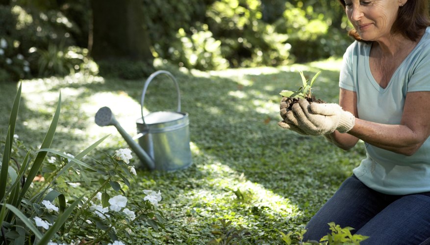 Putting thirsty plants together saves water over time. Putting thirsty plants together saves water over time.