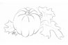 Pumpkin sketch in Derwent Outliner.