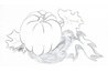 Pumpkin drawing with Dark Indigo shadows in a light tonal layer.