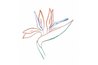 Bird of Paradise contour drawing in color, based on the photo reference