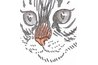 Cat's nose at a slight angle, color stops where nose fur changes direction.