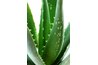 Aloe vera relieves the itch and helps the rash to heal.