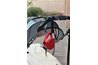 Large carabiner with leash