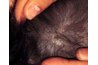 "Flea Dirt" on your pet's skin is a sure sign of fleas!