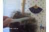 Dry frizzy hair can be impossible to comb.