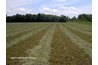 Mow the center in straight rows