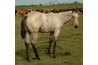 Buttermilk buckskin
