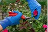 When pruning, focus on removing dead, diseased or otherwise less-hardy blooms first to make way for and encourage new growth