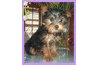 In general, it is better to brush a Yorkie's coat while it is at least slightly damp