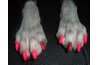 Nothing says glamour like a doggie pedicure. However, with Yorkies you can skip this step because no one will ever see their furry toes.
