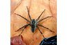 Fisher spider