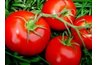 Fresh tomatoes