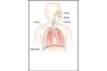 The diaphragm aids in the breathing process