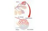 Oxygen is exchanched for carbon dioxide in the alveoli