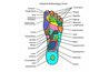 Reflexology reflex point chart
