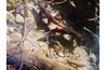 Spawning Kokanee salmon in Sawtooth Range, Idaho.