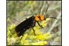 Desert blister beetle