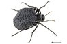 Inflated blister beetle