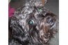 Miniature schnoodle dogs are gentle and affectionate dogs.