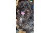 This miniature schnoodle dog enjoys playing with plush dog toys.