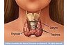 Thyroid Gland