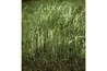 Red Fescue