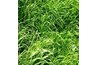 Rye Grass