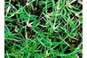 Bermuda Grass