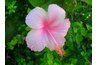Hawaiian Hibiscus