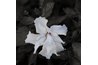 White Hibiscus