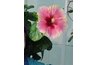 Chinese Hibiscus