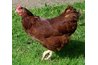 Rhode Island Red, courtesy of google.com