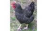 Barred Rock, courtesy of google.com