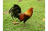 Blue Face Hatch Rooster, courtesy of google.com