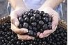 Acai Berry the Perfect Food for Any Diet
